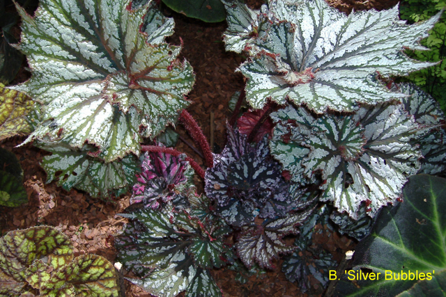 B. ‘Silver Bubbles’